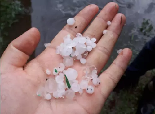 A handful of hail is seen. If you wonder, "What do I do if my roof is damaged by hail?" call Popejoy Roofing in Bloomington/Normal and Champaign/Urbana.